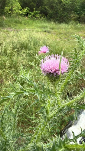 Spiny Plumeless Thistle