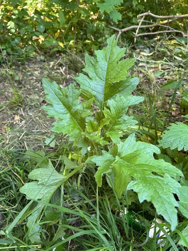 Curly Plumeless Thistle