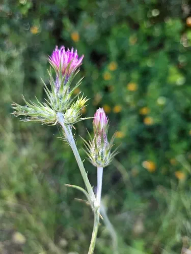 Italian Plumeless Thistle