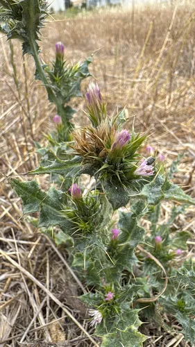 Winged Plumeless Thistle
