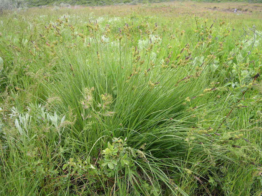 Indian Valley Sedge — photo by Thayne Tuason