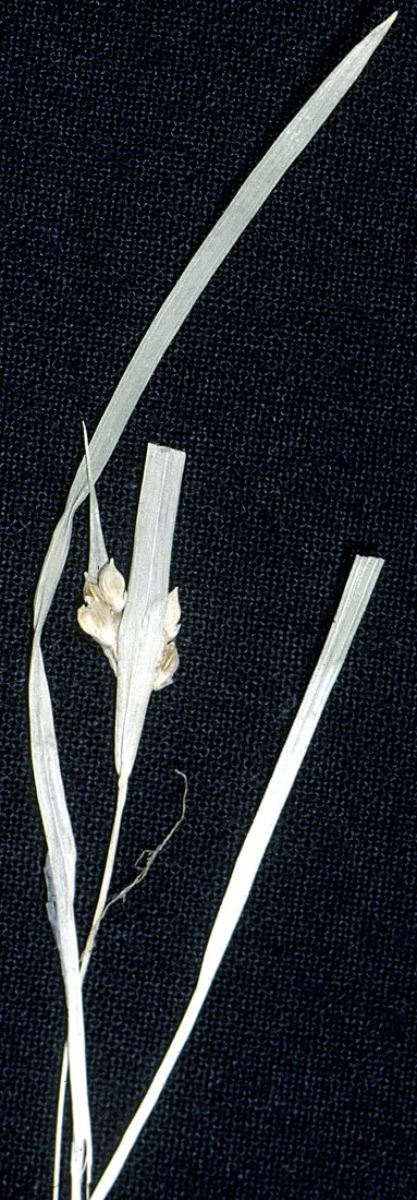 Thicket Sedge