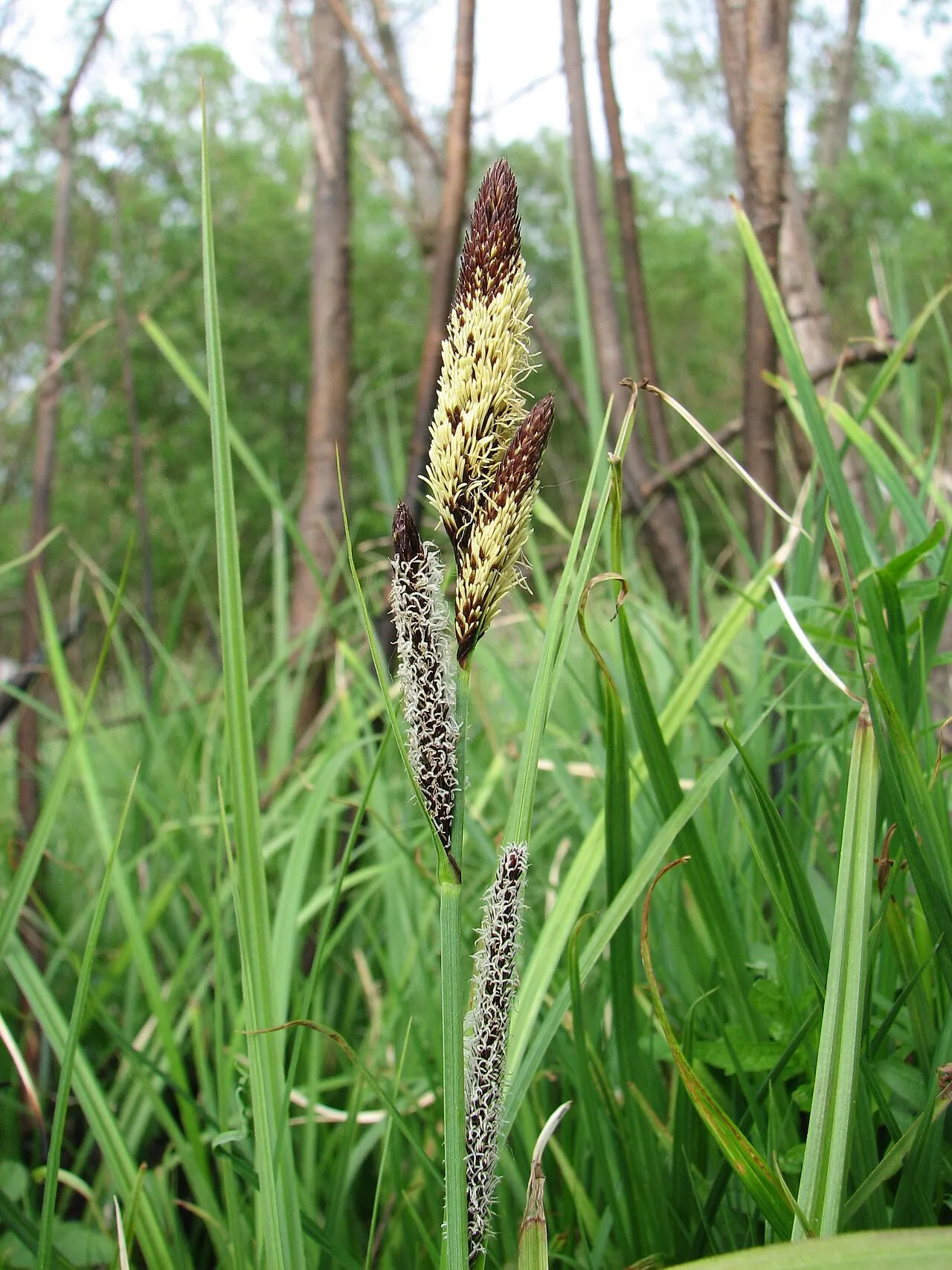 Lesser Pond Sedge — photo by This photography was created by Artem Topchiy (user Art-top ). Other photos s…