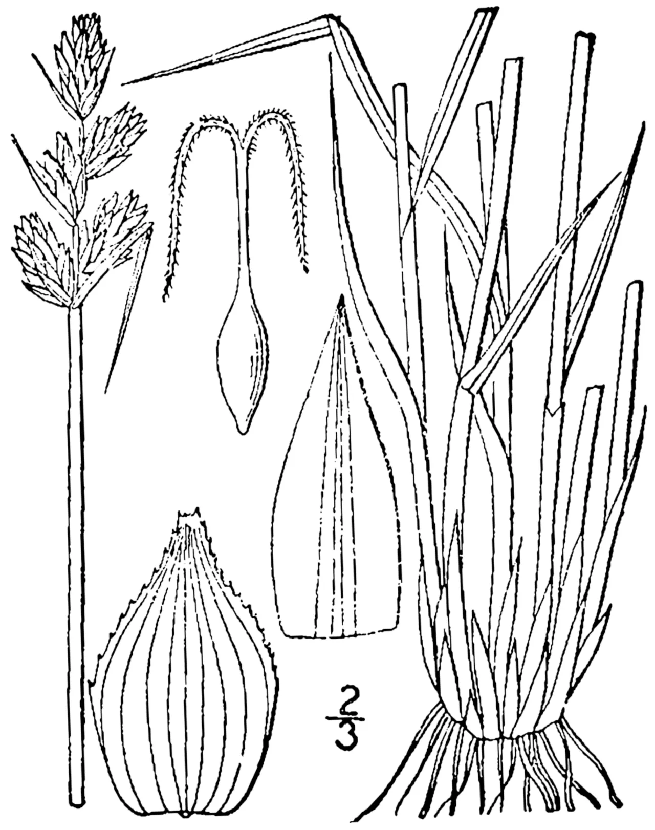 Lesser Brown Sedge — photo by Britton, N.L., and A. Brown. 1913. An illustrated flora of the northern Unite…