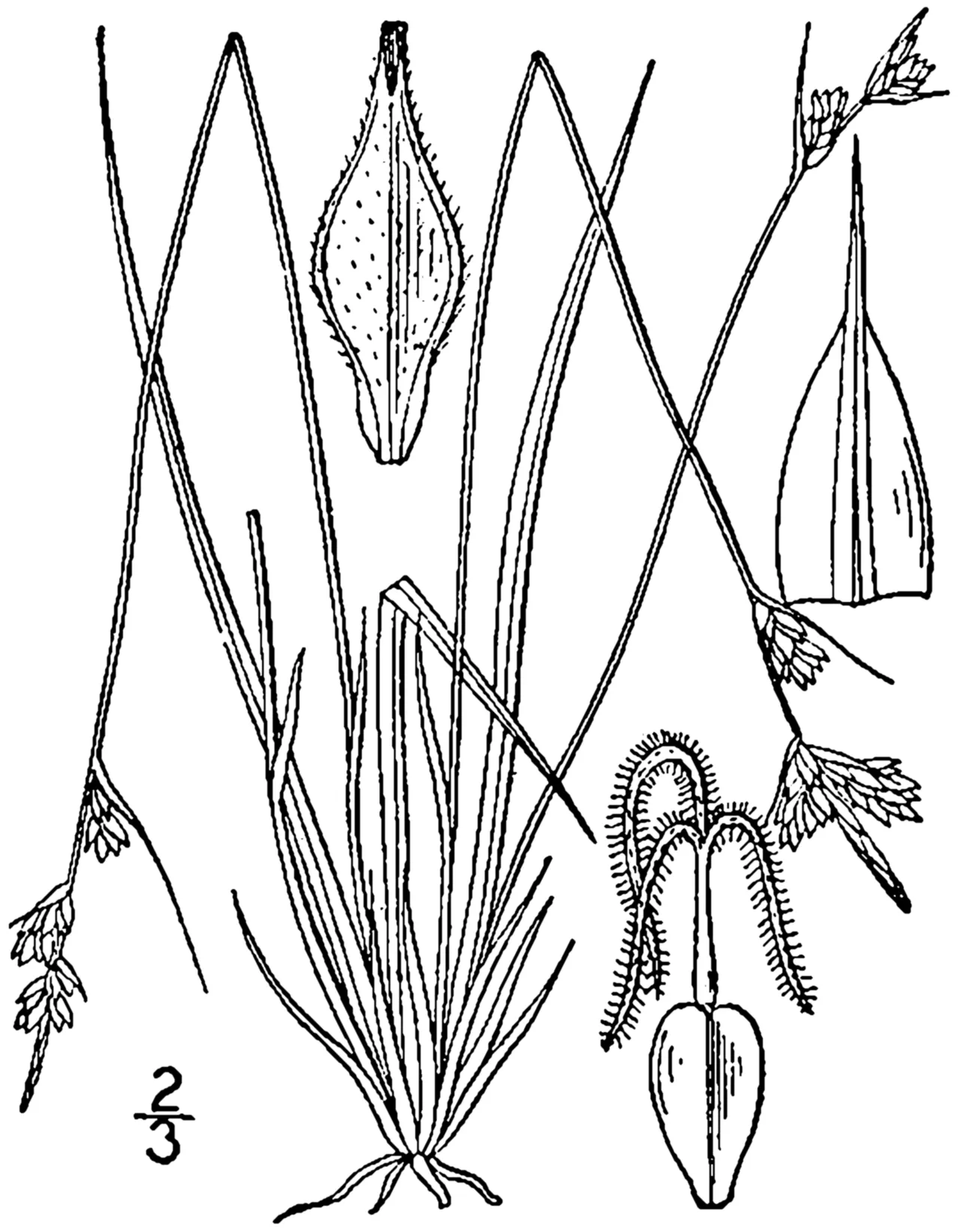 Whitetinge Sedge — photo by Britton, N.L., and A. Brown. 1913. An illustrated flora of the northern Unite…