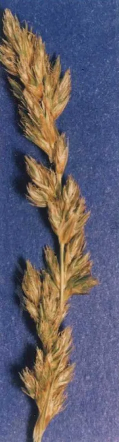 Sturdy Sedge — photo by Hurd, E.G., N.L. Shaw, J. Mastrogiuseppe, L.C. Smithman, and S. Goodrich.