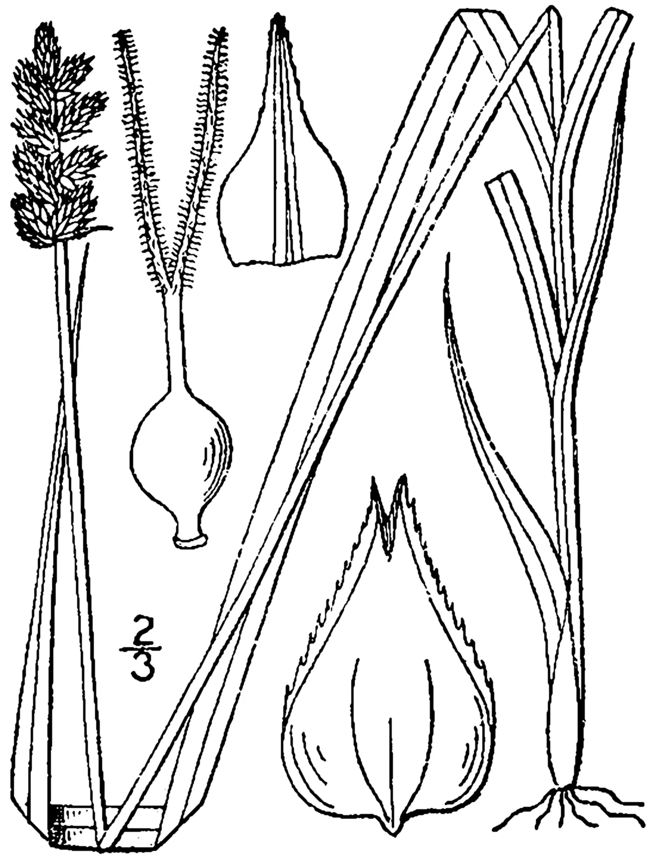 Foxtail Sedge — photo by Britton, N.L., and A. Brown. 1913. An illustrated flora of the northern Unite…