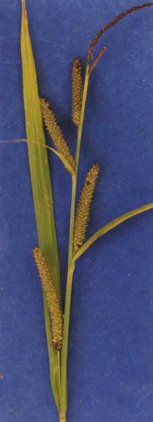 Bigleaf Sedge