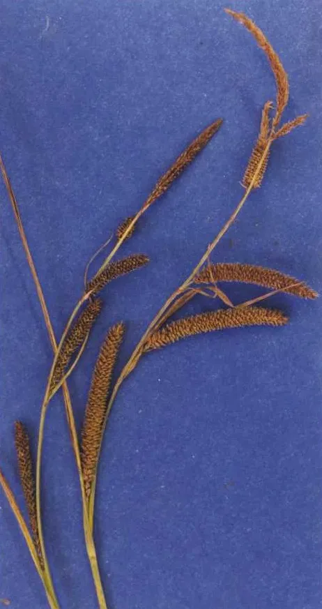 Widefruit Sedge