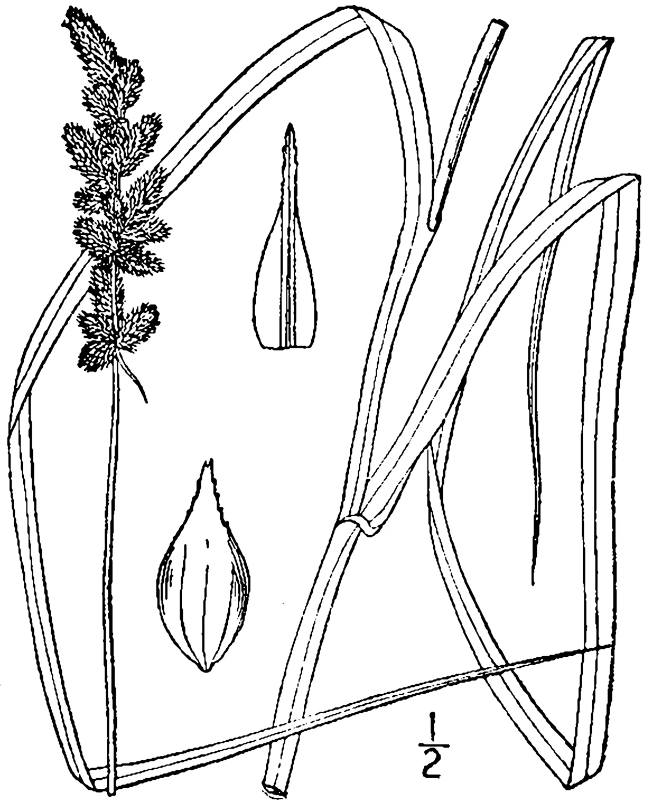 Yellowfruit Sedge