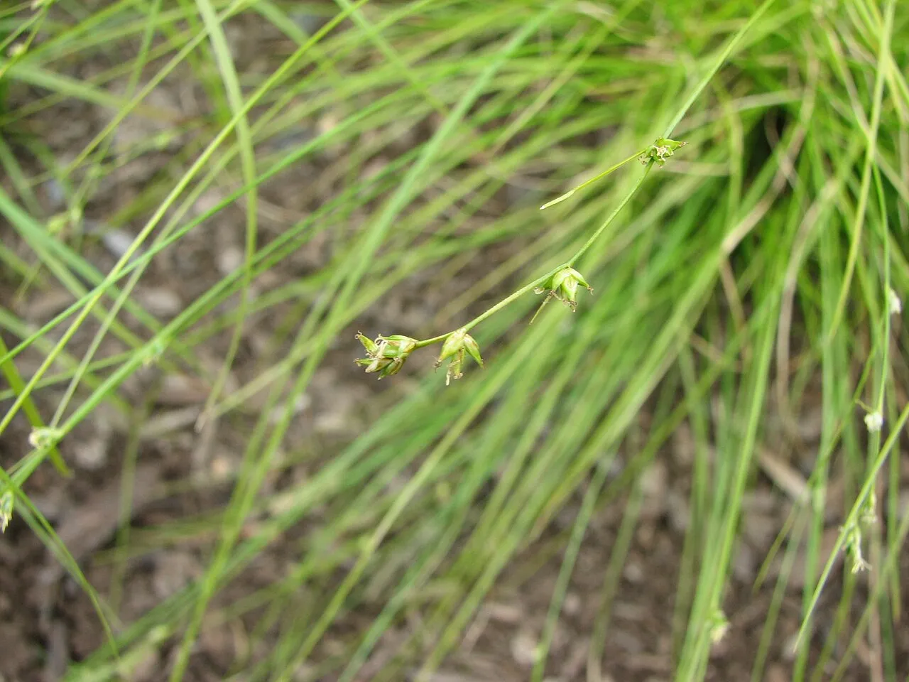 Appalachian Sedge