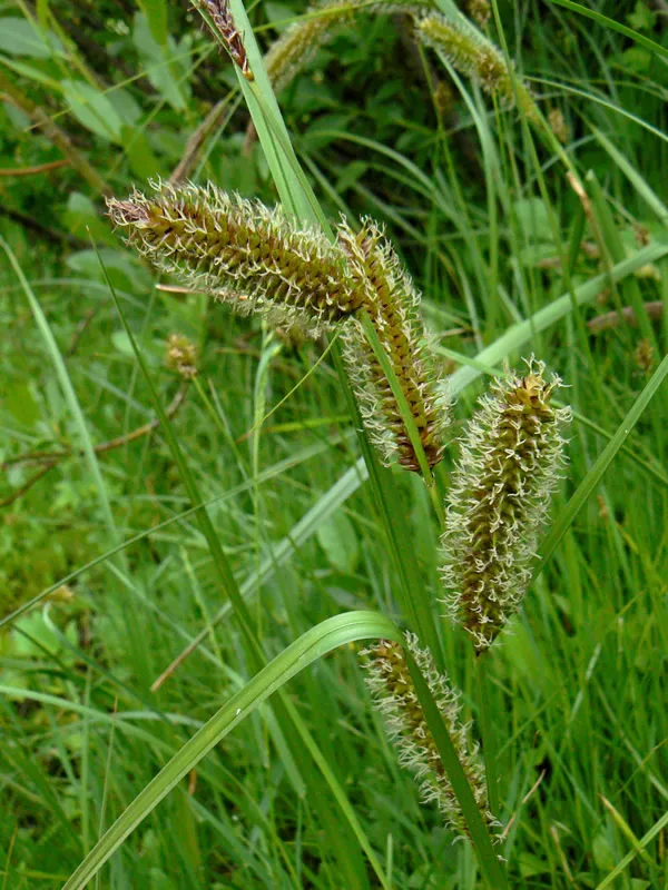 Water Sedge