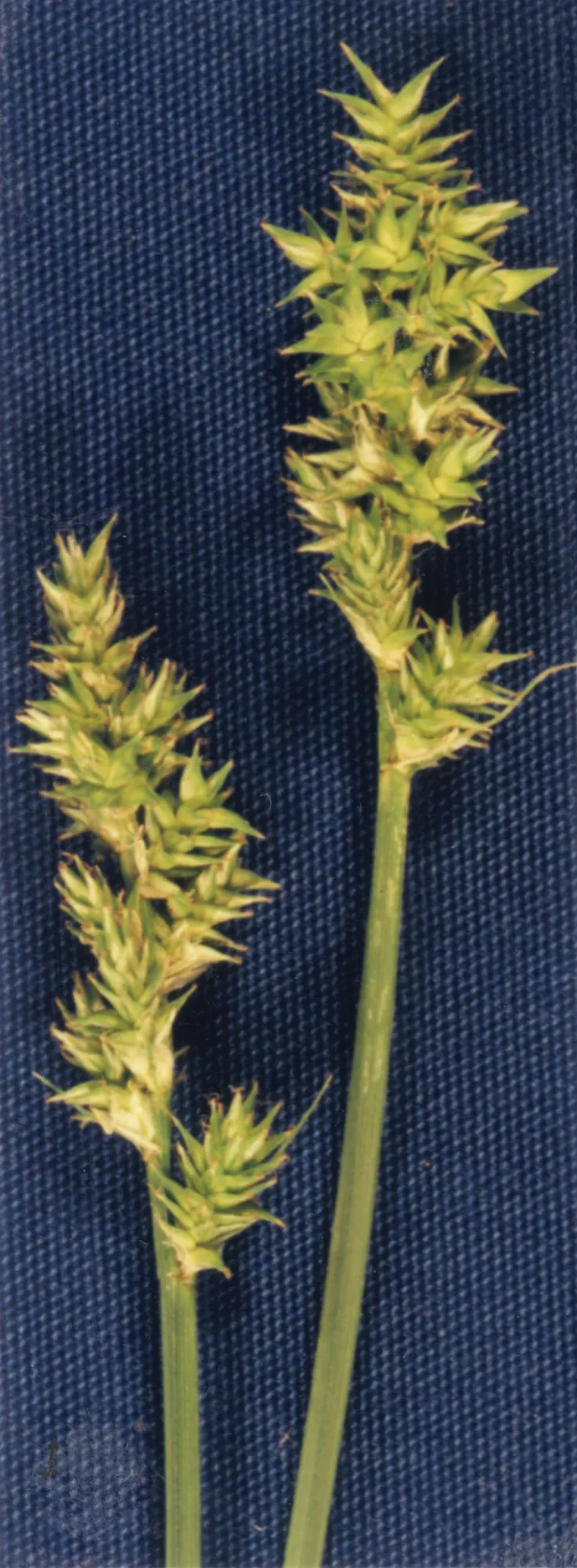 Northern Cluster Sedge — photo by Hurd, E.G., N.L. Shaw, J. Mastrogiuseppe, L.C. Smithman, and S. Goodrich.