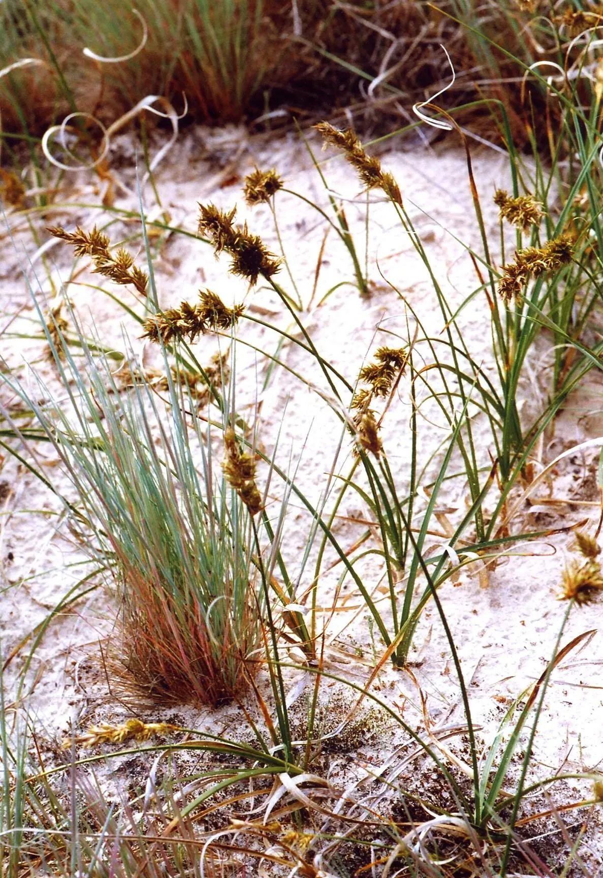Sand Sedge — photo by Christian Fischer