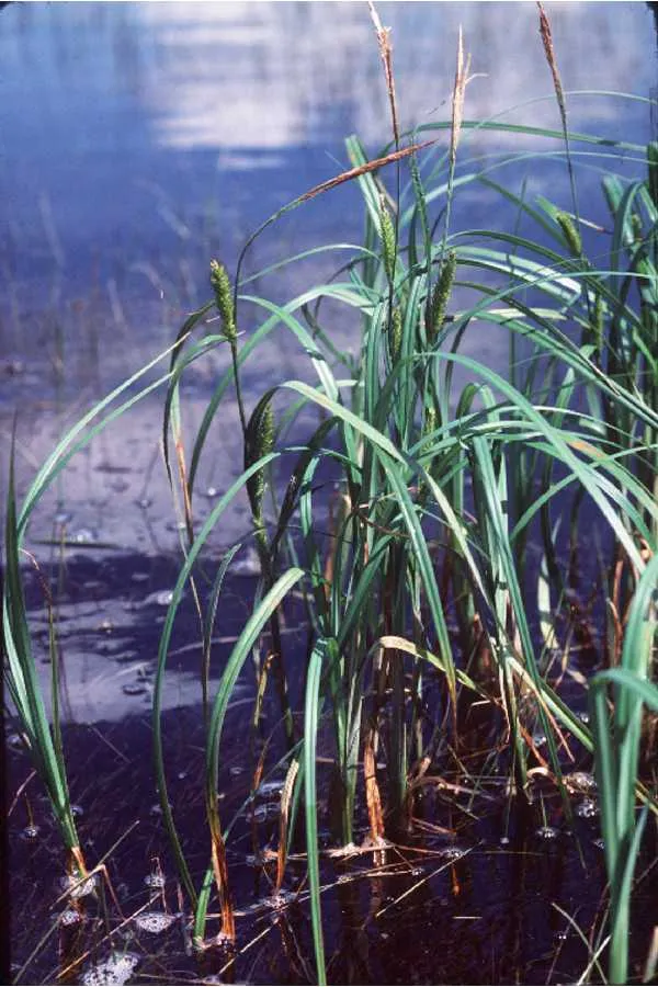 Wheat Sedge