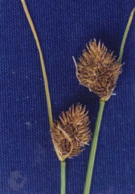 Slenderbeak Sedge — photo by Hurd, E.G., N.L. Shaw, J. Mastrogiuseppe, L.C. Smithman, and S. Goodrich.