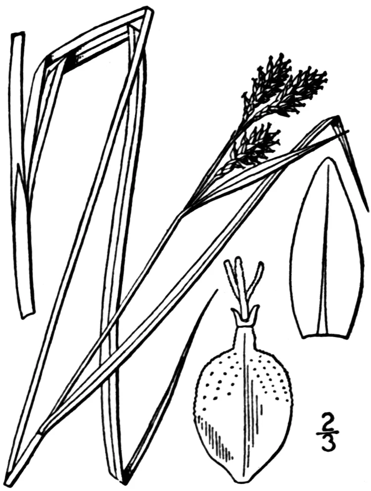 Scrabrous Black Sedge — photo by Britton, N.L., and A. Brown. 1913.