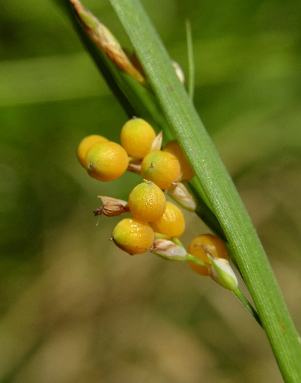 Golden Sedge — photo by T.M.Jones