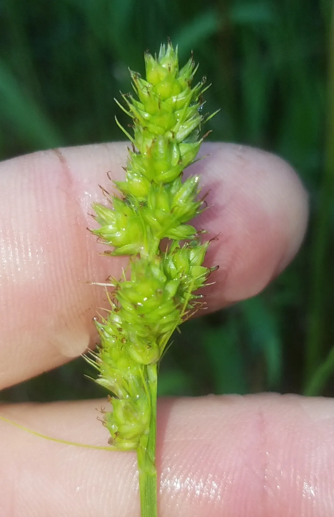 Southern Sedge — photo by (c) Eric Keith, some rights reserved (CC BY-SA)