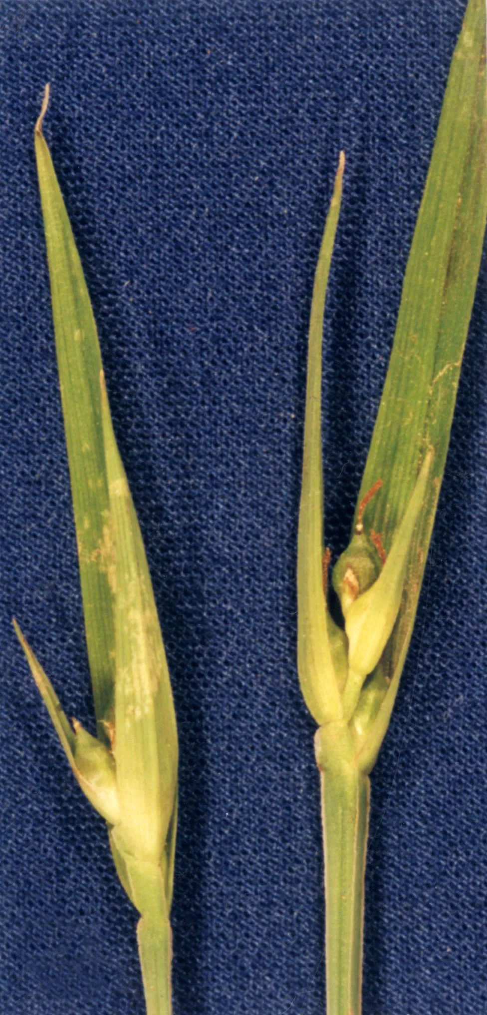 Back's Sedge — photo by Hurd, E.G., N.L. Shaw, J. Mastrogiuseppe, L.C. Smithman, and S. Goodrich. 199…