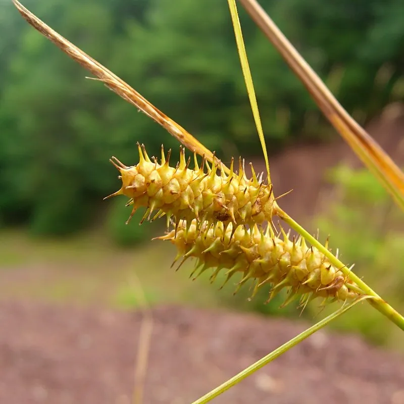 Bailey's Sedge