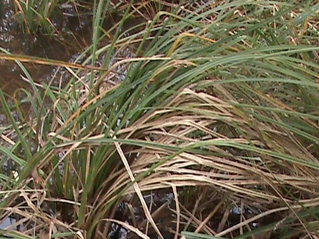Santa Barbara Sedge — photo by AerobicFox