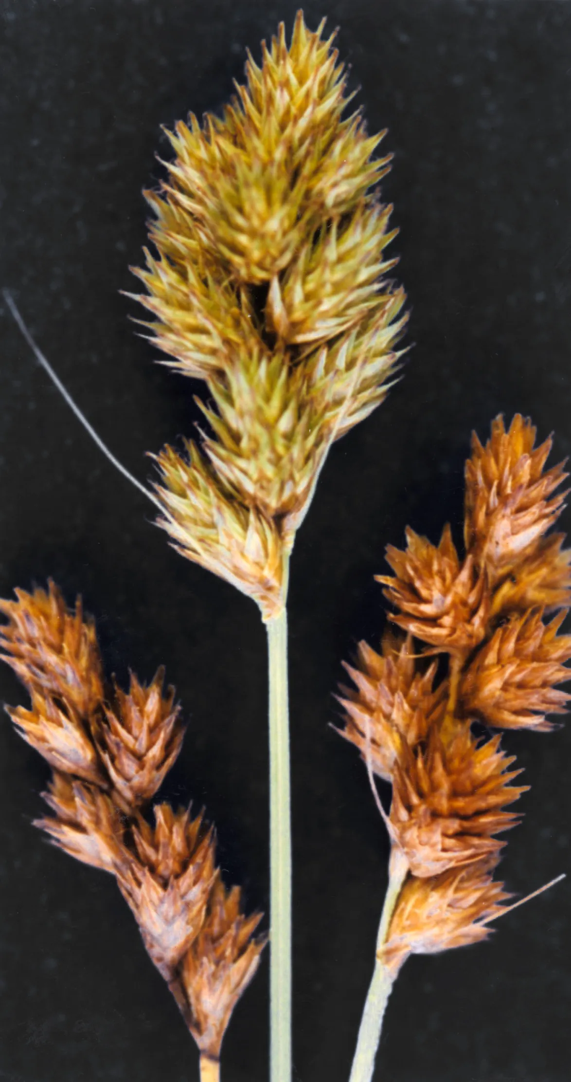 Bebb's Sedge