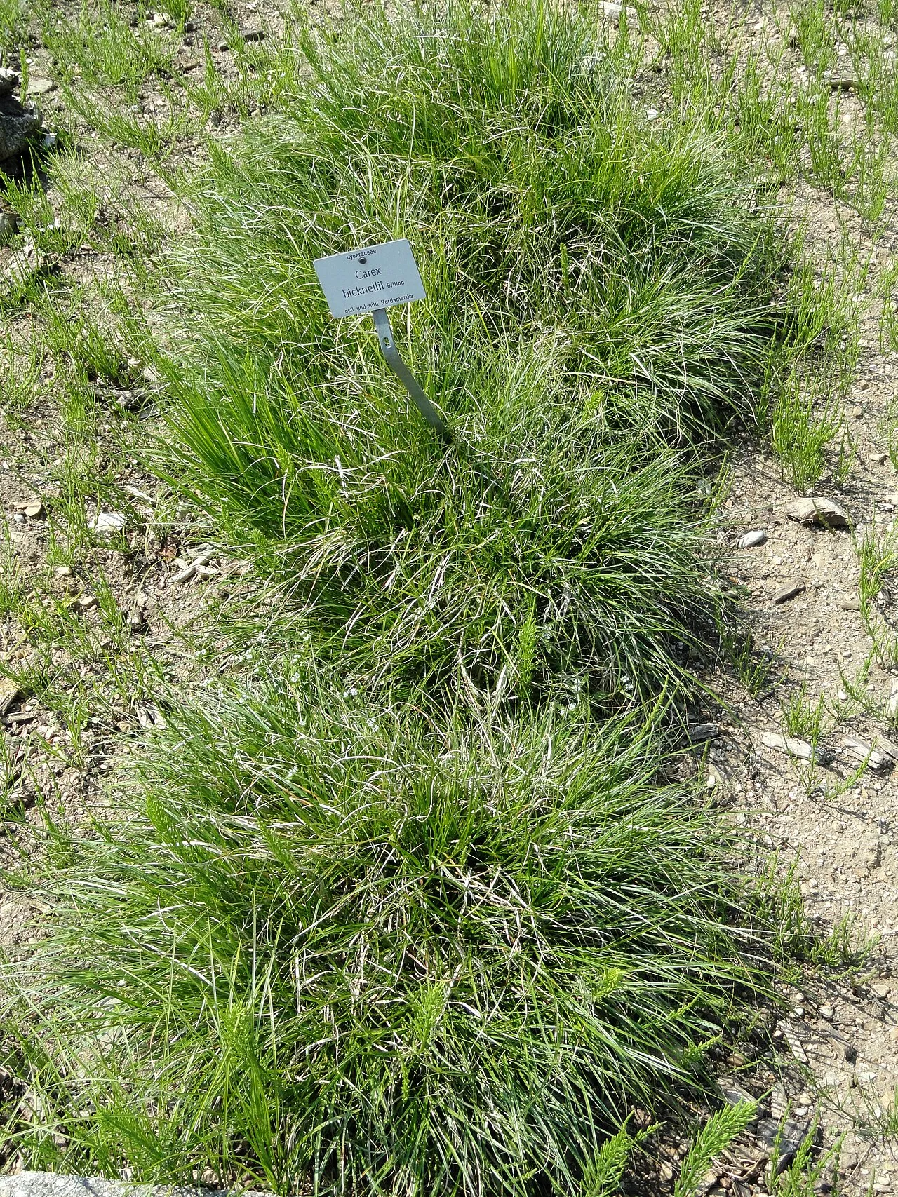 Bicknell's Sedge — photo by Daderot