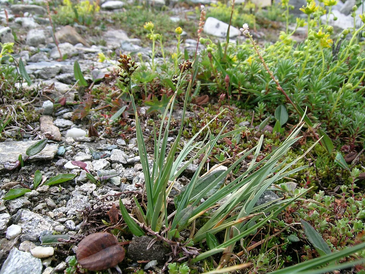 Twocolor Sedge — photo by No machine-readable author provided. Thommybe assumed (based on copyright cla…