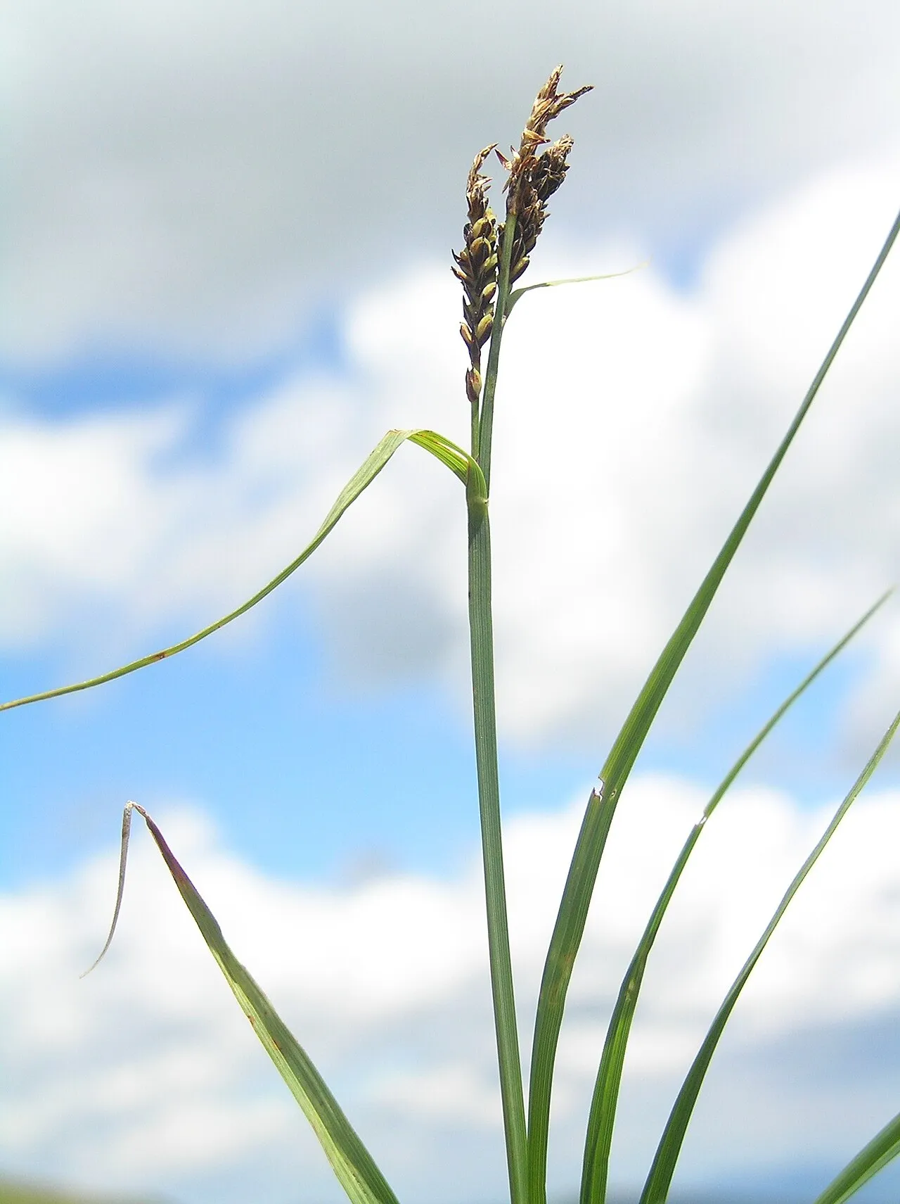 Bigelow's Sedge — photo by Petr Filippov