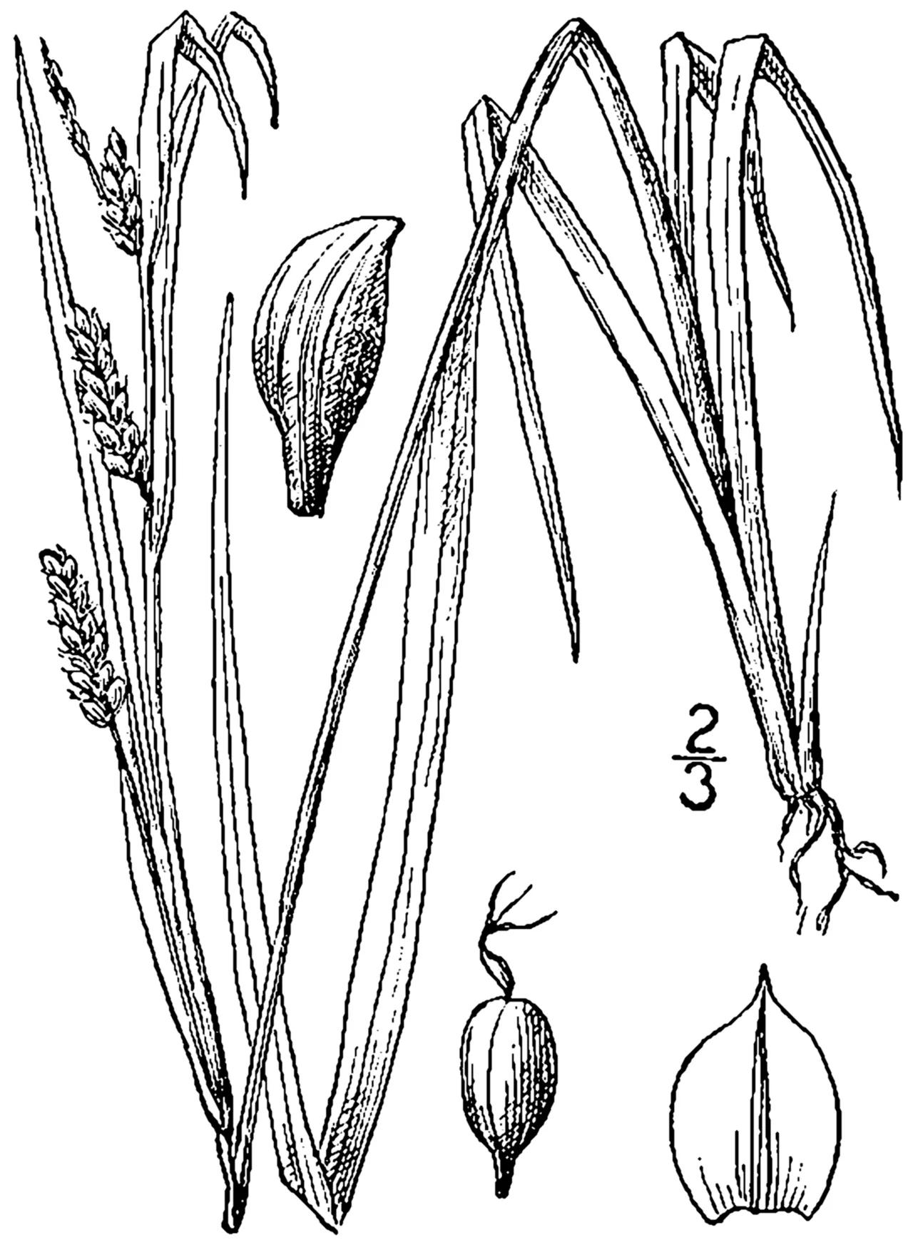 Eastern Woodland Sedge — photo by USDA-NRCS PLANTS Database / Britton, N.L., and A. Brown. 1913. An illustrated…