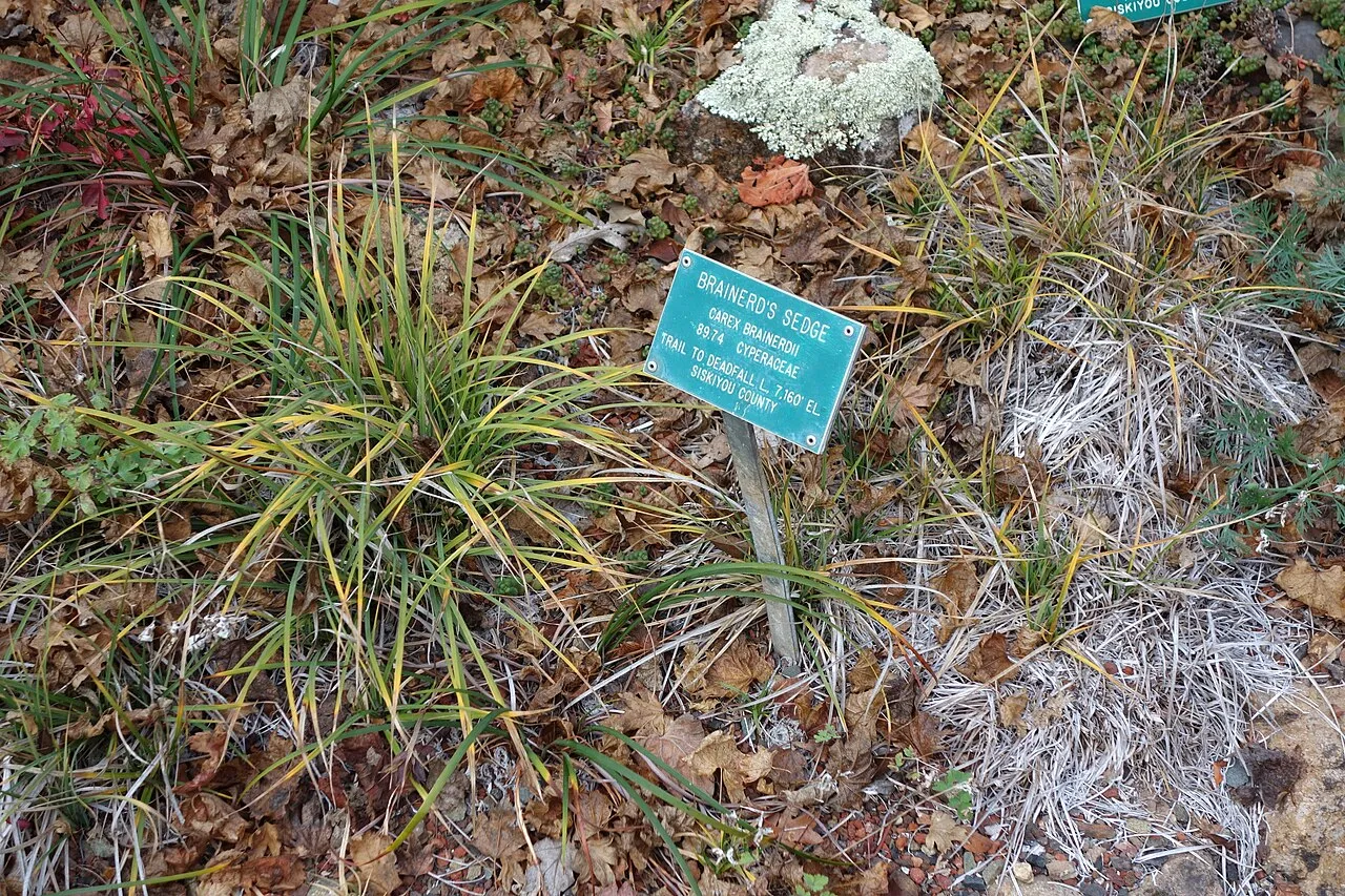Brainerd's Sedge — photo by Daderot