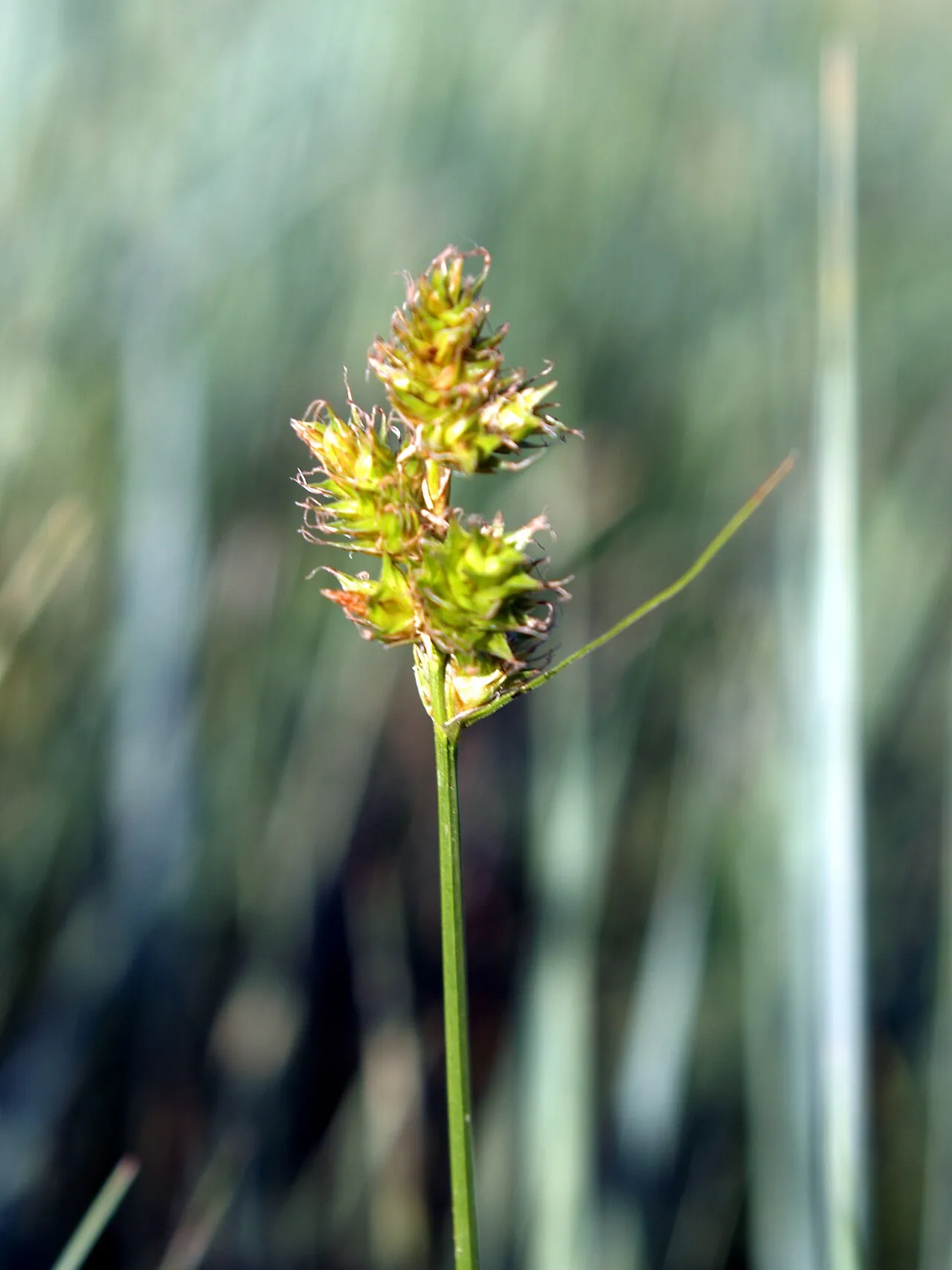 Shortbeak Sedge
