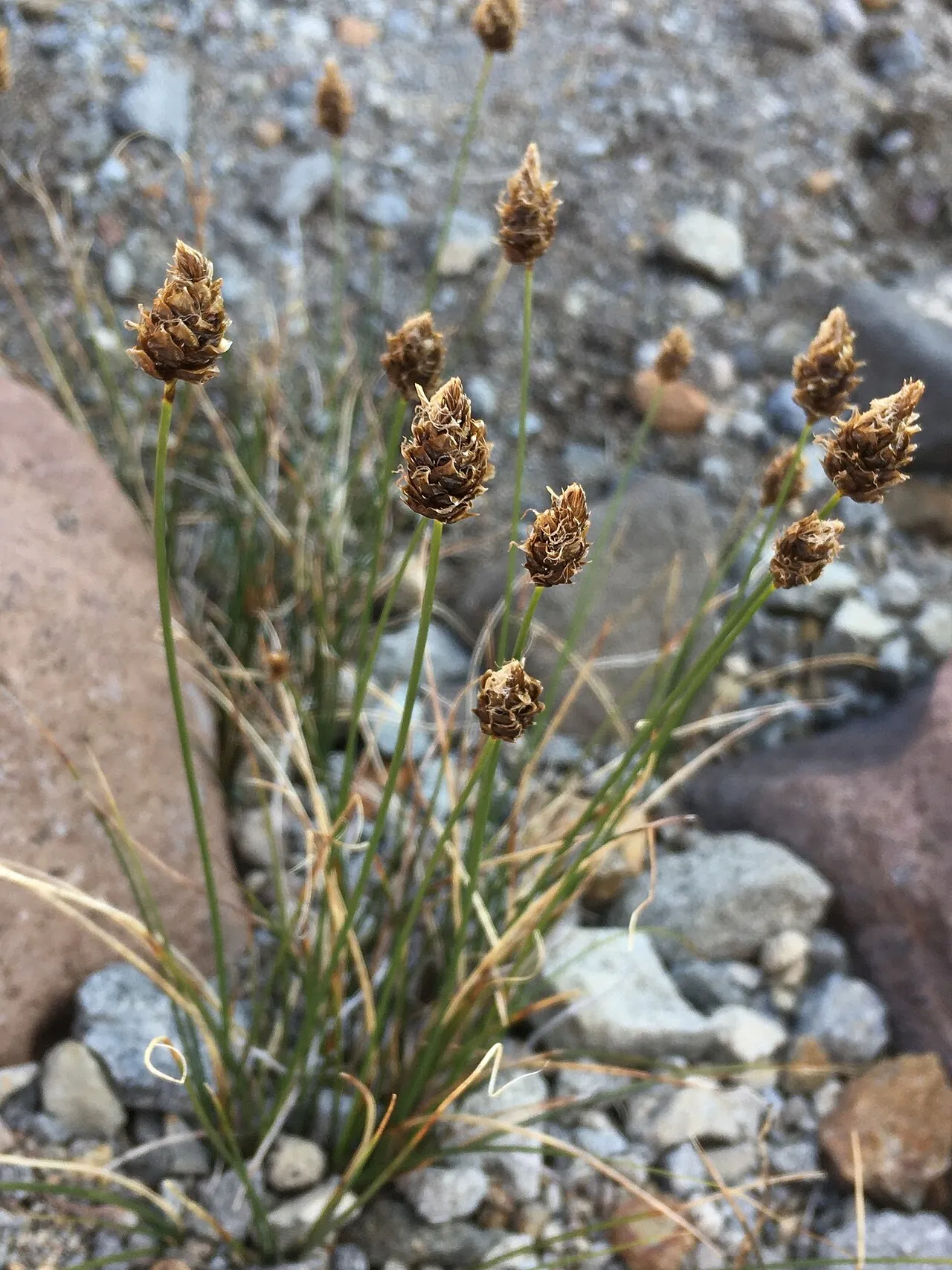 Brewer's Sedge — photo by Matt Berger
