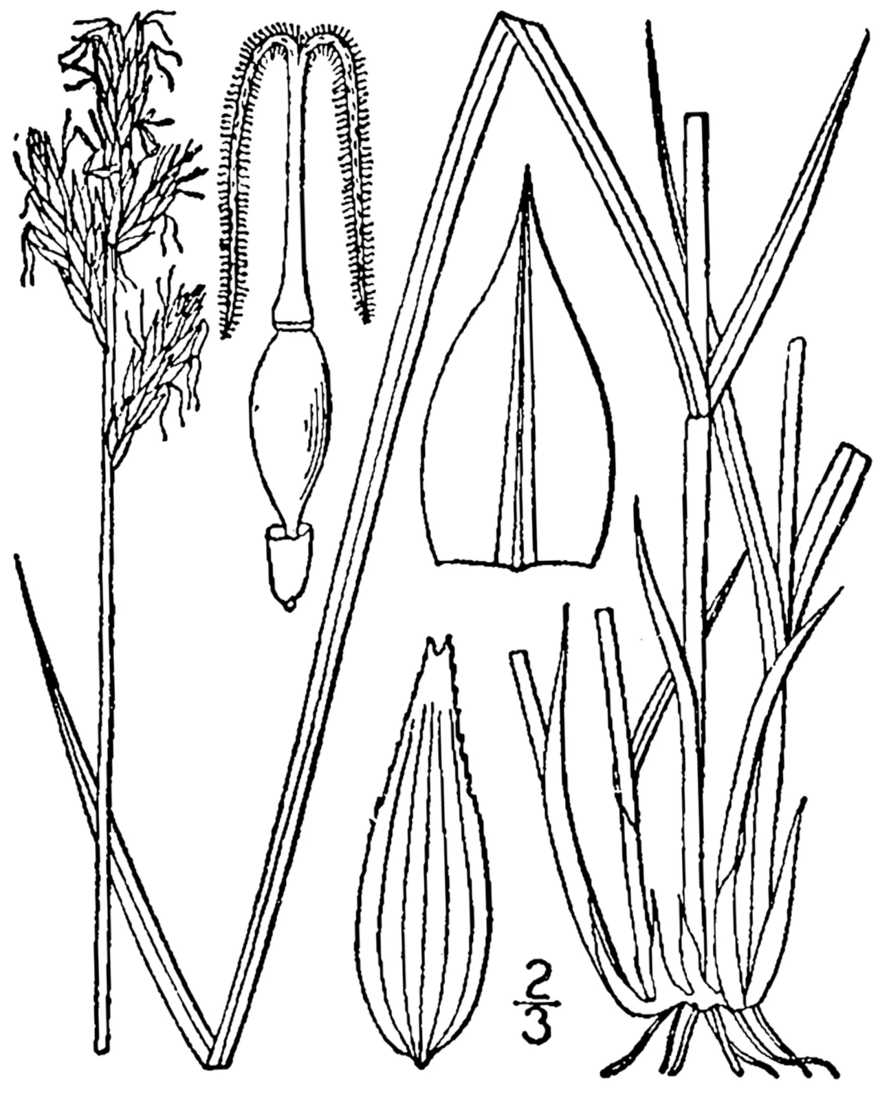 Brome-like Sedge — photo by Britton, N.L., and A. Brown. 1913. An illustrated flora of the northern Unite…