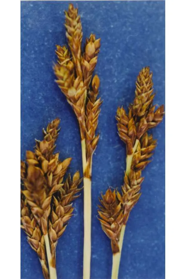 Brownish Sedge