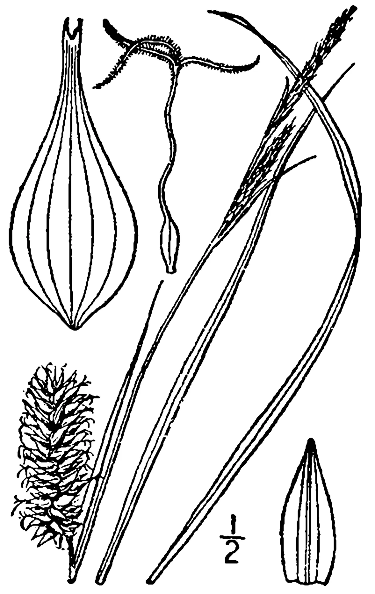 Button Sedge — photo by Britton, N.L., and A. Brown. 1913. An illustrated flora of the northern Unite…
