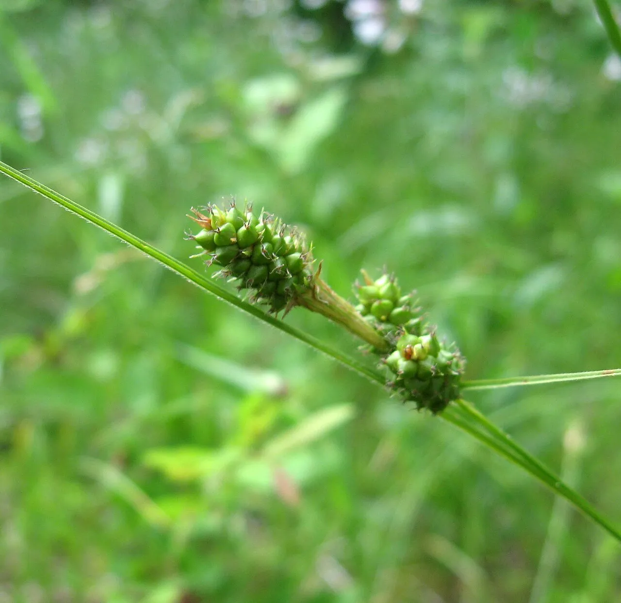 Bush's Sedge