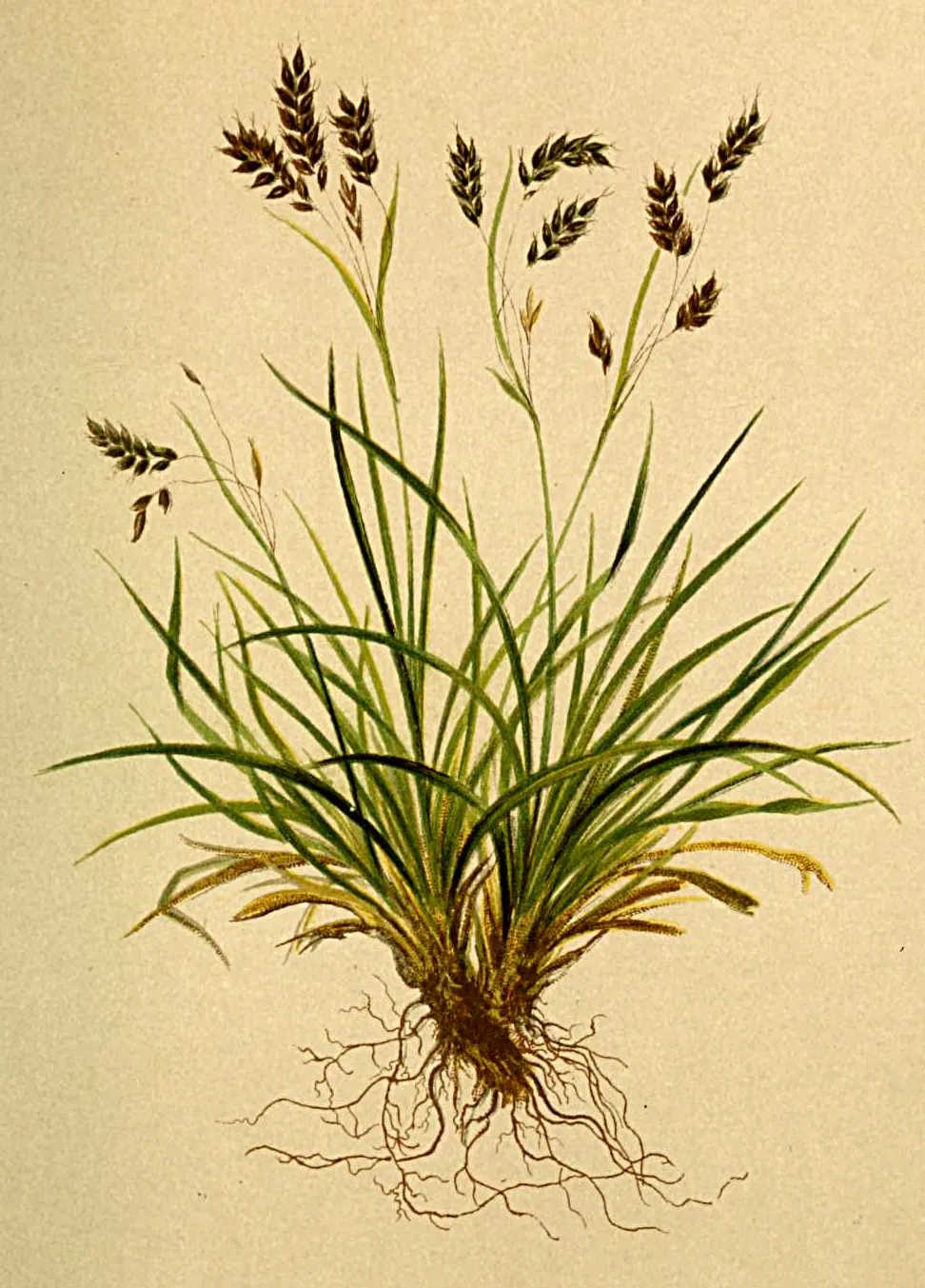 Hair-like Sedge — photo by Anton Hartinger