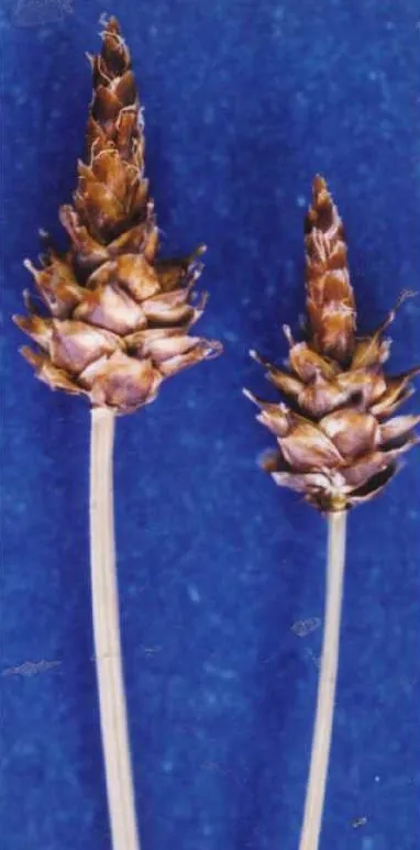 Capitate Sedge — photo by Hurd, E.G., N.L. Shaw, J. Mastrogiuseppe, L.C. Smithman, and S. Goodrich.