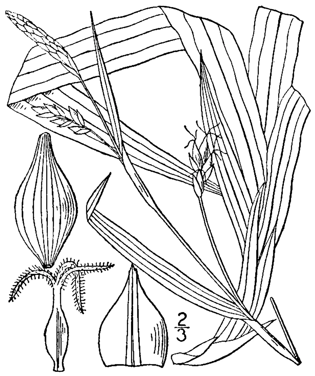 Carey's Sedge — photo by Britton, N.L., and A. Brown. 1913. An illustrated flora of the northern Unite…