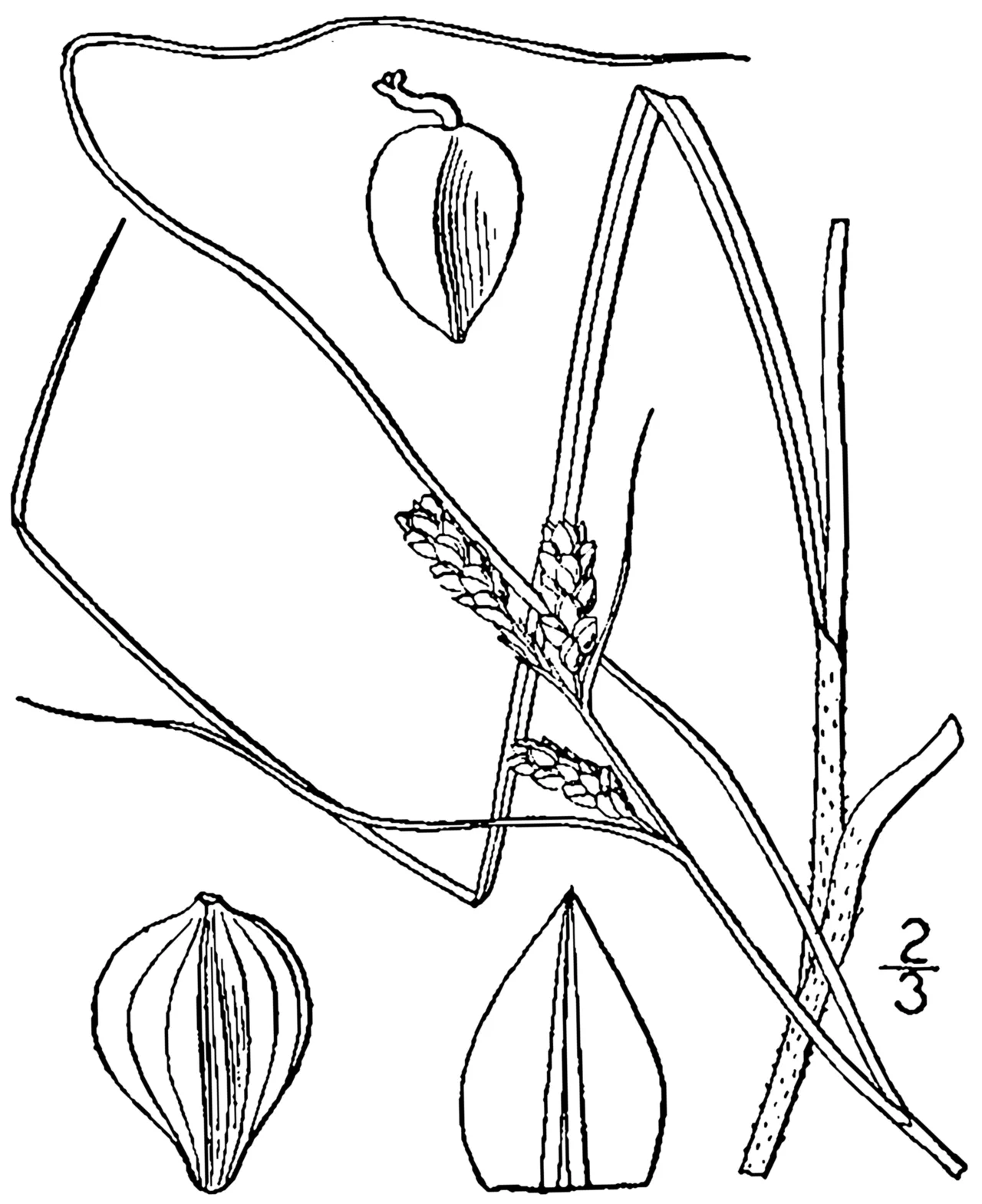 Carolina Sedge — photo by Britton, N.L., and A. Brown. 1913. An illustrated flora of the northern Unite…