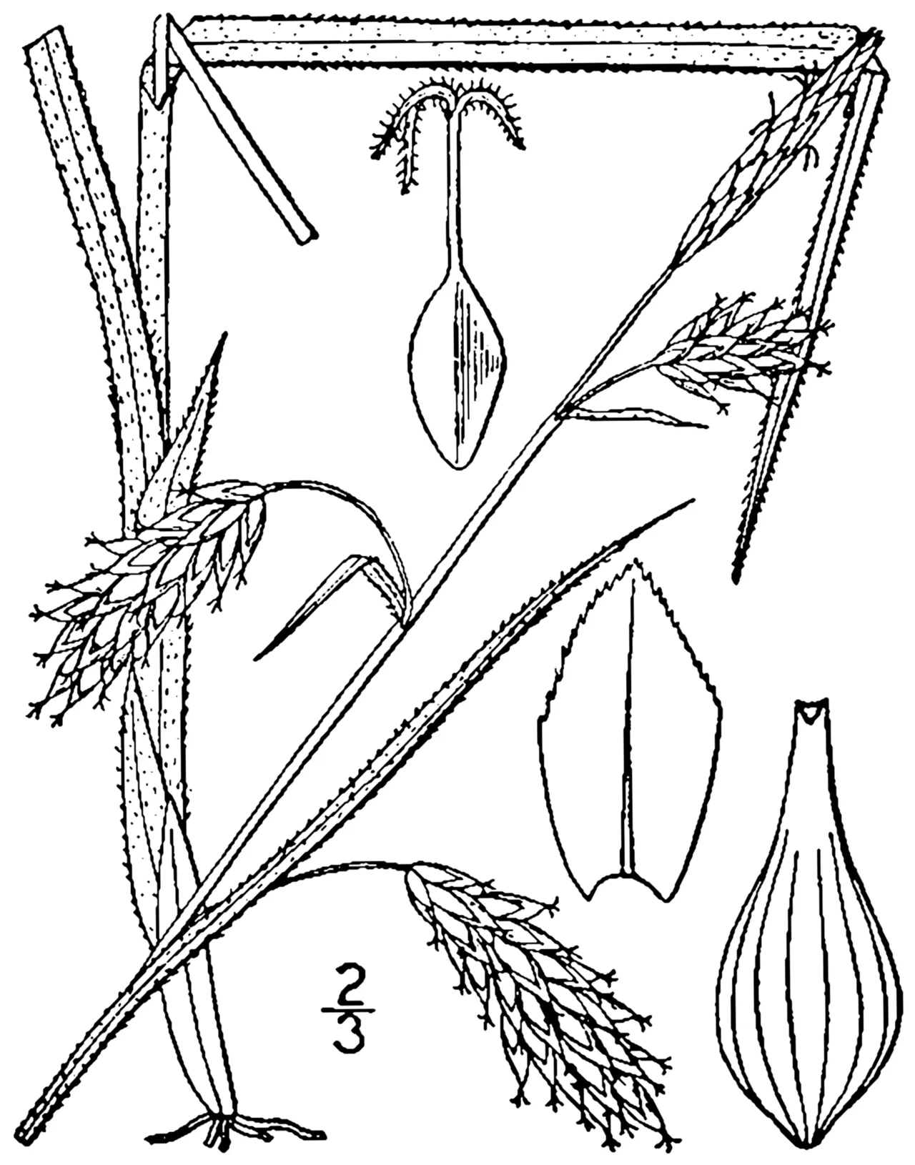 Chestnut Sedge — photo by Britton, N.L., and A. Brown. 1913. An illustrated flora of the northern Unite…