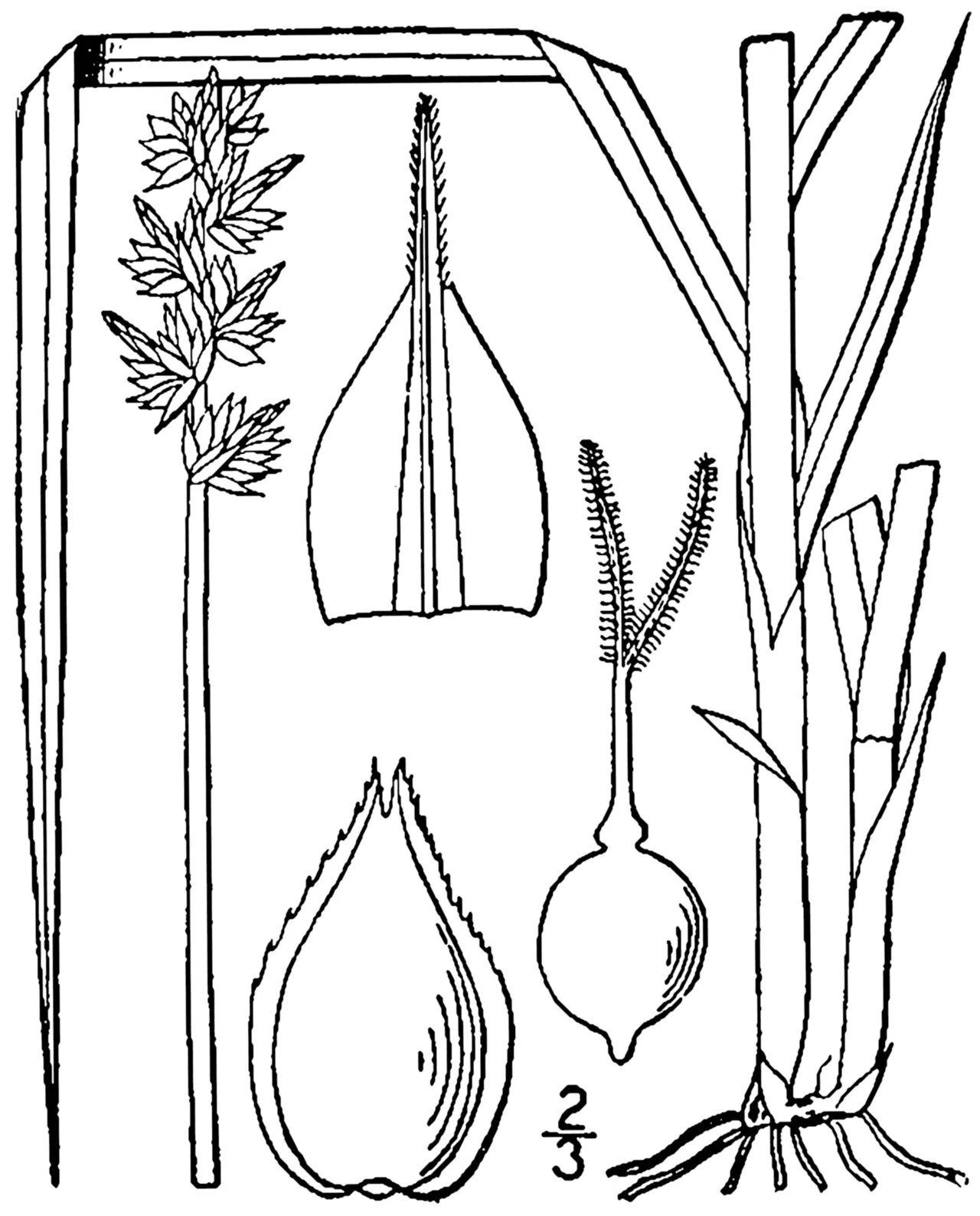 Thinleaf Sedge — photo by Britton, N.L., and A. Brown. 1913. An illustrated flora of the northern Unite…