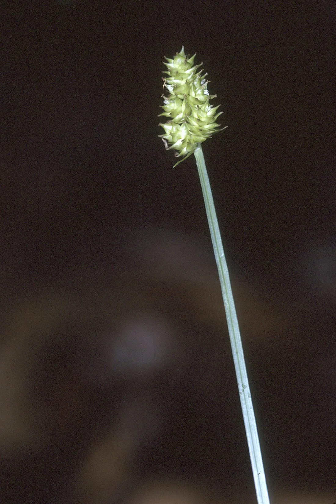 Oval-leaf Sedge