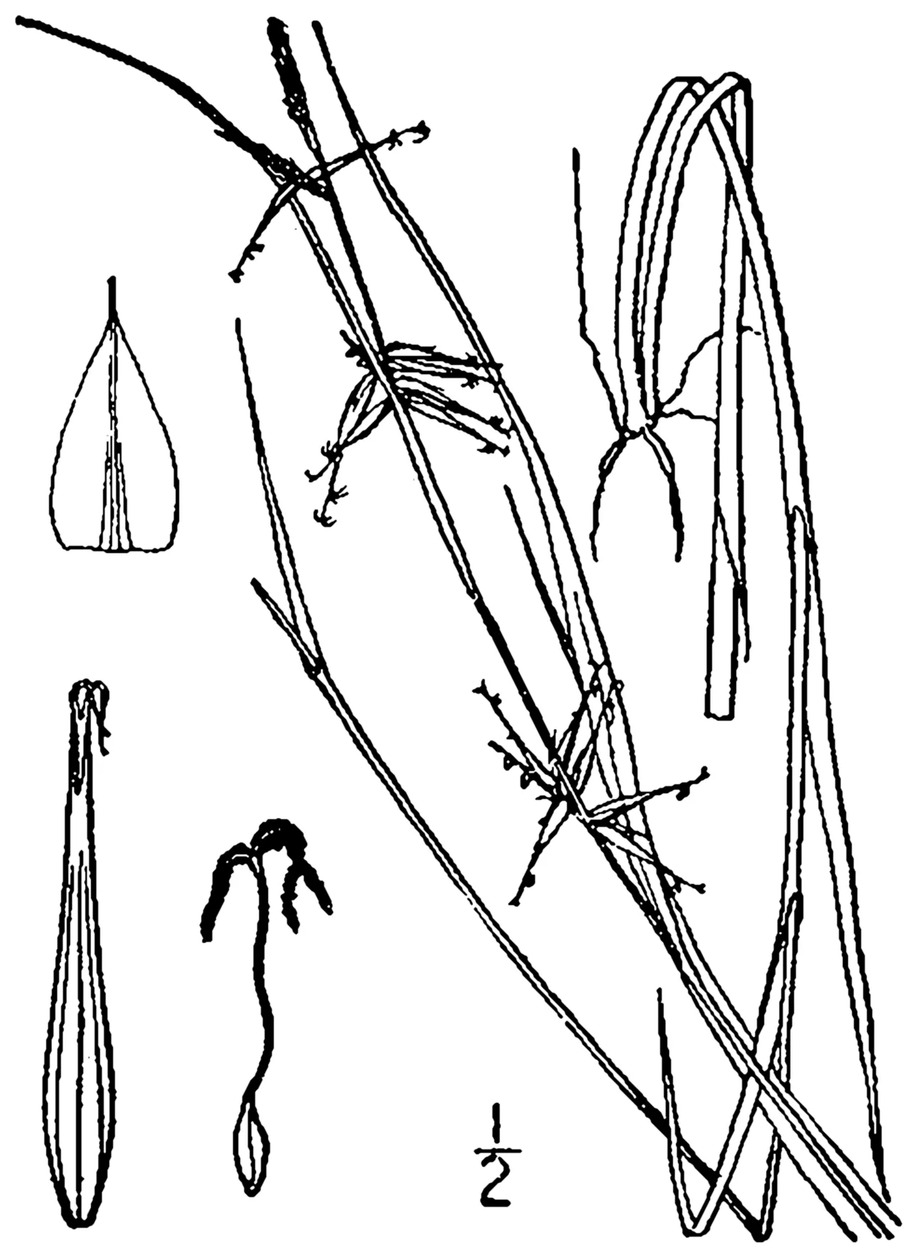 Collins' Sedge — photo by Britton, N.L., and A. Brown. 1913. An illustrated flora of the northern Unite…