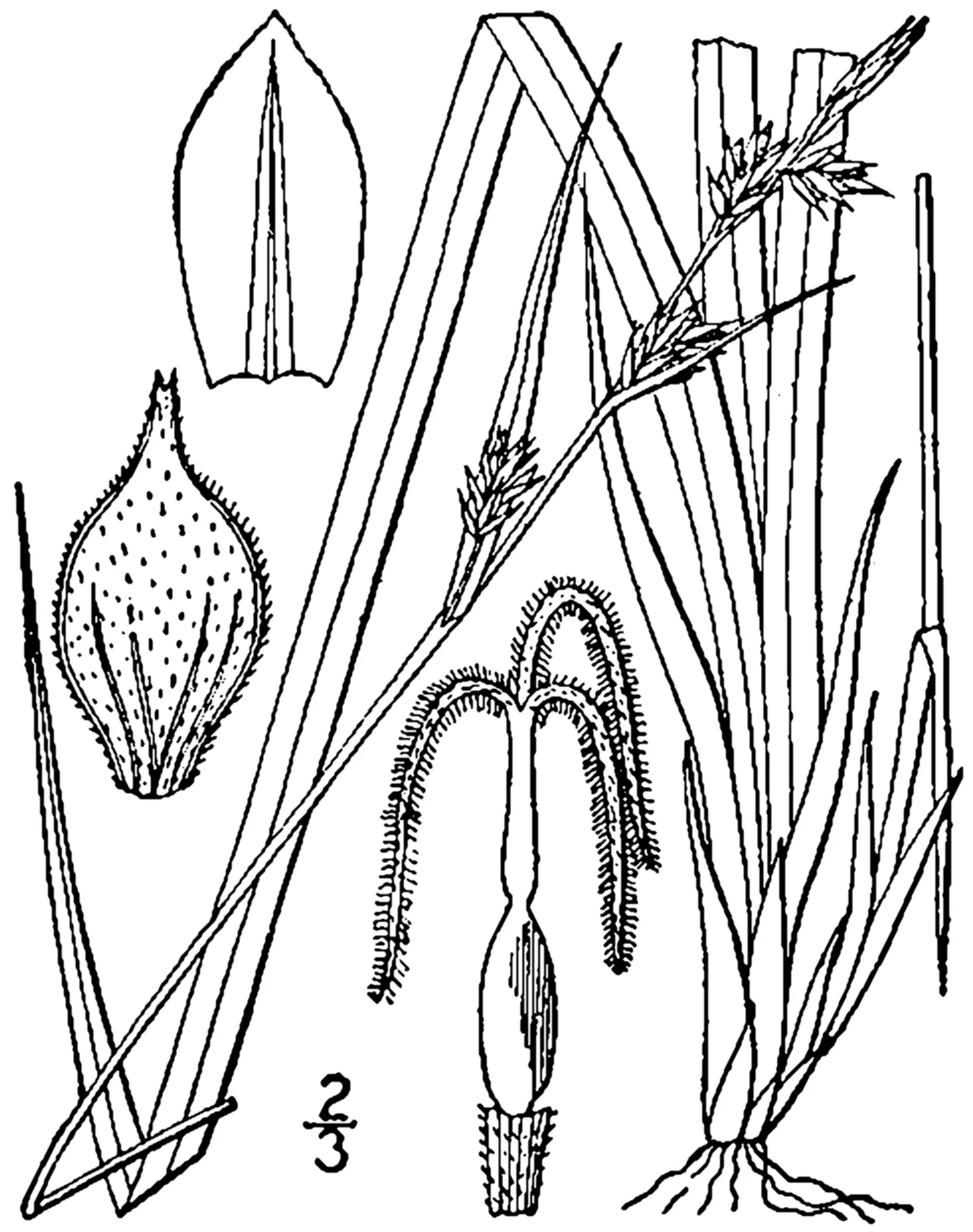Fibrousroot Sedge — photo by Britton, N.L., and A. Brown. 1913. An illustrated flora of the northern Unite…