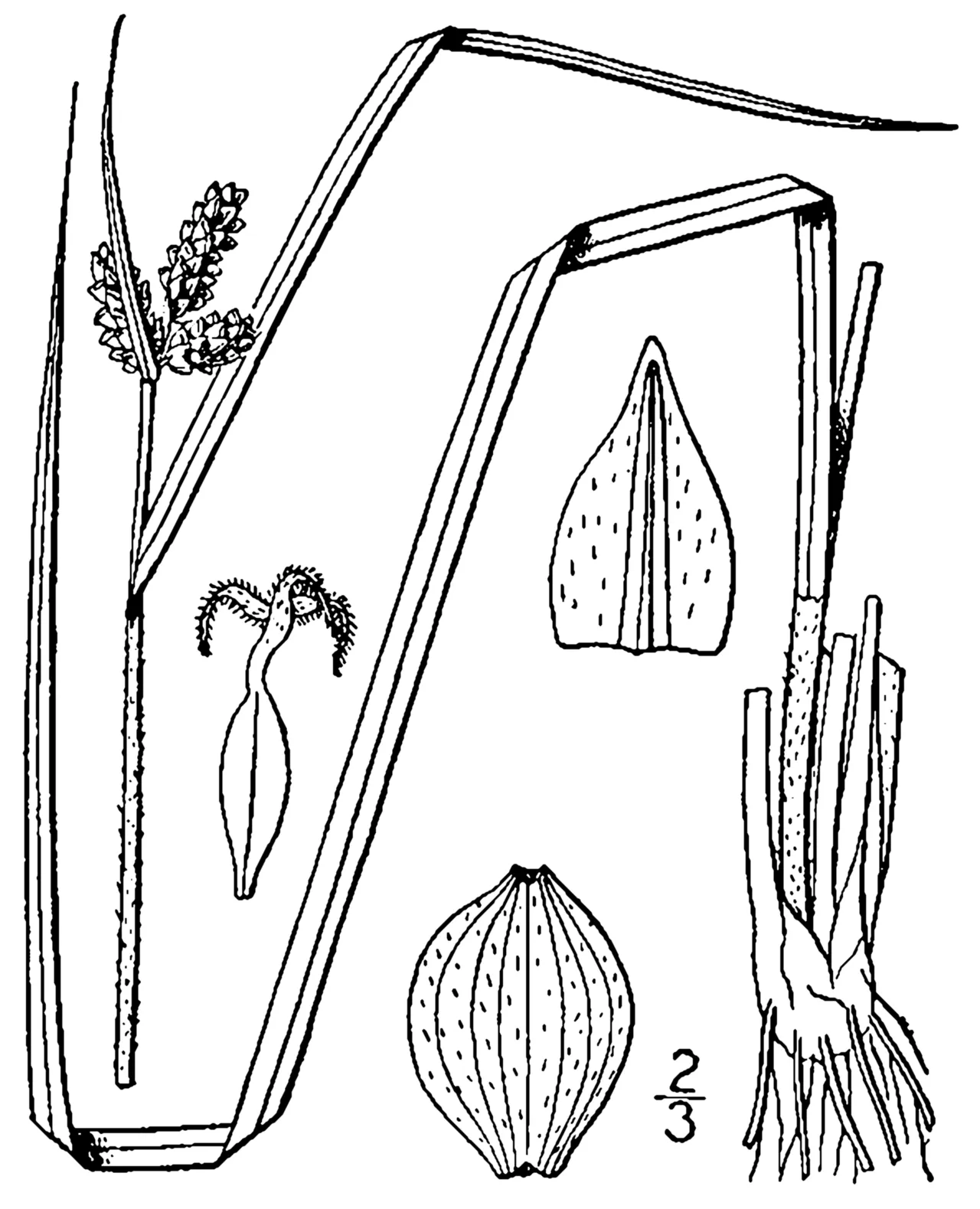 Hirsute Sedge — photo by Britton, N.L., and A. Brown. 1913. An illustrated flora of the northern Unite…