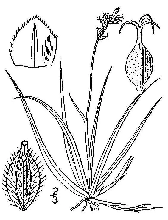Low Northern Sedge — photo by Britton, N.L., and A. Brown.