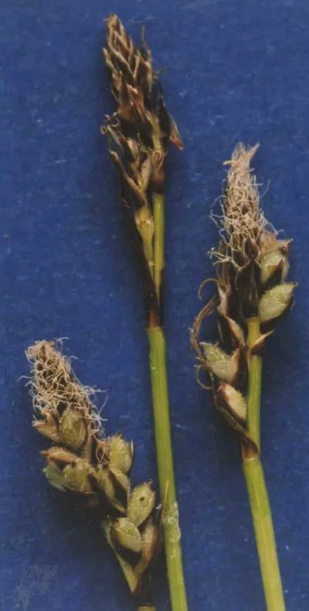 Northwestern Sedge — photo by Hurd, E.G., N.L. Shaw, J. Mastrogiuseppe, L.C. Smithman, and S. Goodrich.